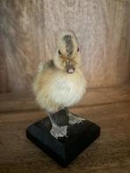 Eend Taxidermie volledige montage - Mounted Duckling – Real, Nieuw