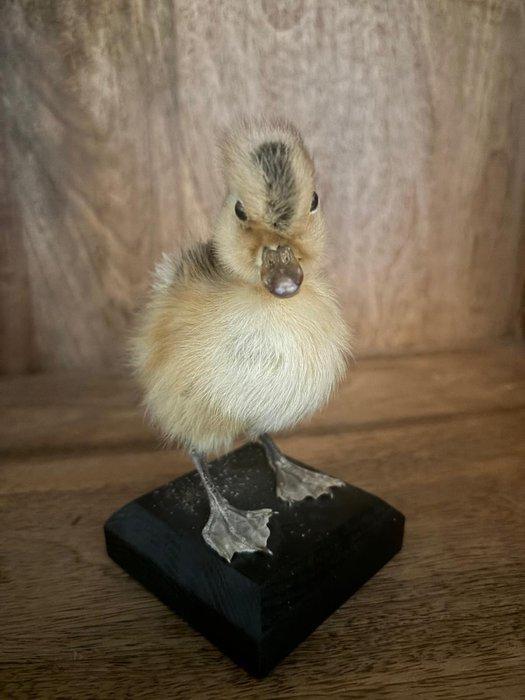 Eend Taxidermie volledige montage - Mounted Duckling – Real, Verzamelen, Dierenverzamelingen