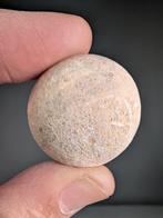 œuf de tortue marine - Œuf fossilisé - Panchelonioidea sp. -, Collections