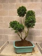 Japanese holly bonsai (Ilex crenata) - Hauteur (arbre) : 80