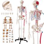 Menselijk skelet model 180cm met spier- en botmarkering - wi, Verzenden