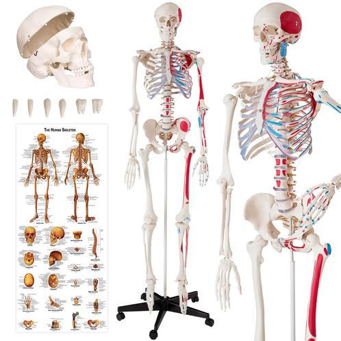 Menselijk skelet model 180cm met spier- en botmarkering - wi, Hobby & Loisirs créatifs, Hobby & Loisirs Autre, Envoi
