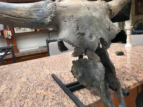 Bison - Crâne fossile - Bison Priscus - 65 cm - 119 cm, Verzamelen, Mineralen en Fossielen
