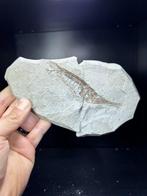 Trompetvis Sp. CE TRICUS STRIGATUS - Fossiel skelet -