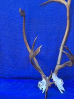 Caribou des Bois Hoorns - Rangifer tarandus caribou - Bois, Verzamelen, Dierenverzamelingen, Nieuw