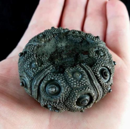 Indrukwekkende zee-egel!!! - Uitzonderlijk formaat bij deze, Verzamelen, Mineralen en Fossielen