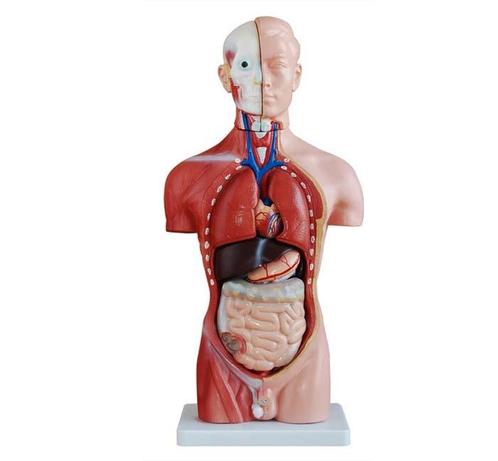 Anatomisch model mannelijk torso, 50 cm, 11-delig ST-ATM 52, Diversen, Verpleegmiddelen, Verzenden