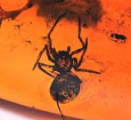 Baltische barnsteen met gedetailleerde Araneae: Araneida, Collections