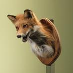 Renard roux Support de corps entier pour taxidermie - Vulpes, Collections, Collections Animaux