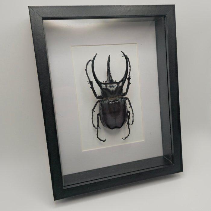Kevers Taxidermie volledige montage - Chalcosoma atlas, Verzamelen, Dierenverzamelingen