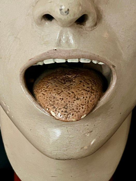 Onderwijs/demonstratiemodel - Gips - 1920-1930 - Afgesneden, Antiek en Kunst, Curiosa en Brocante