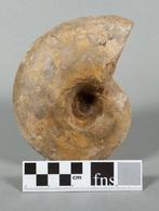 Ammoniet - Gefossiliseerd dier - Lytoceras sp. - 15.5 cm -