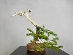 Conifeer bonsai (Taxus) - Hoogte (boom): 45 cm - Diepte