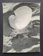 Werner Bischof (1916-1954) - Argonauta [Argonaute], Antiek en Kunst, Kunst | Schilderijen | Modern
