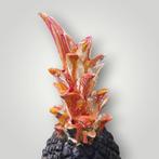 RED - sculptuur, Exotic black color - 15 cm - Hars - 2025, Antiquités & Art