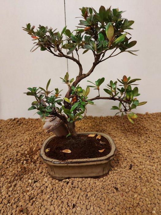 Azalea bonsai (Rhododendron) - Hoogte (boom): 23 cm - Diepte, Antiek en Kunst, Curiosa en Brocante