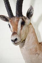 Grants Gazelle, Schedel - Nanger granti, - 45 cm - 95 cm -, Verzamelen, Dierenverzamelingen, Nieuw