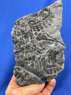 Prachtig koolstofrijk plantfossiel. - Gefossiliseerde plant