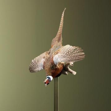 Fazant Vliegend Taxidermie Opgezette Dieren By Max, Ophalen of Verzenden, Opgezet dier