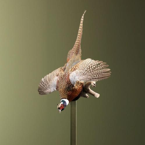 Fazant Vliegend Taxidermie Opgezette Dieren By Max, Verzamelen, Dierenverzamelingen, Opgezet dier, Nieuw, Vogel, Ophalen of Verzenden