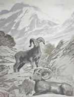 ARAZZO in exclusieve alpaca jacquard - 185x140cm - Mufloni