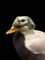 Canard Support de corps entier pour taxidermie - Somateria