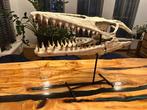 Mosasaurus - Fossiele schedel - 25 cm - 60 cm, Verzamelen, Mineralen en Fossielen