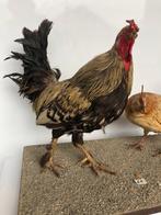 haan en hen Taxidermie volledige montage - gallus gallus