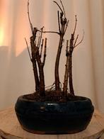 metasequoia bos in bonsaischaal - Hoogte (boom): 23 cm -