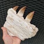 Big fossil mosasaur jaw - Gefossiliseerde kaak - Mosasaurus, Collections