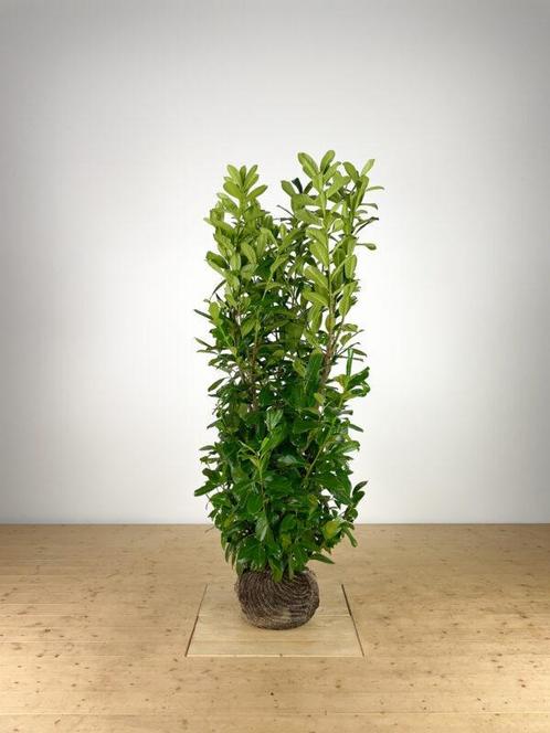 Laurier Rotundifolia (Prunus Laurocerasus Rotundifolia) haag, Jardin & Terrasse, Plantes | Arbustes & Haies, Enlèvement ou Envoi