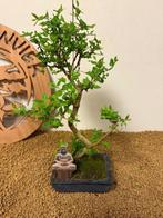 Liguster bonsai (Ligustrum) - Hoogte (boom): 34 cm - Diepte