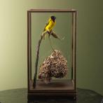 Grote Textorwever met Nest, Ophalen of Verzenden, Nieuw, Vogel, Opgezet dier