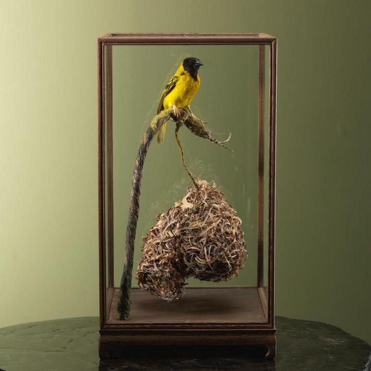 Grote Textorwever met Nest, Verzamelen, Dierenverzamelingen, Opgezet dier, Nieuw, Vogel, Ophalen of Verzenden