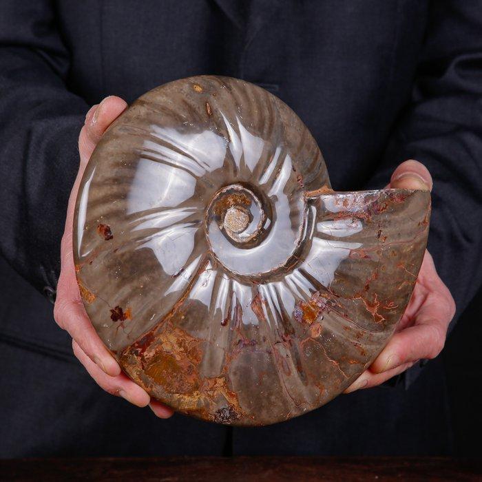 Exclusief Pools Cleoniceras - Gefossiliseerde schelp -, Verzamelen, Mineralen en Fossielen