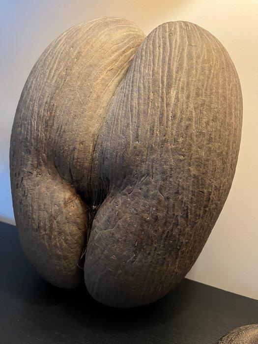 Coco de mer Taxidermie volledige montage - Lodoicea, Antiquités & Art, Curiosités & Brocante