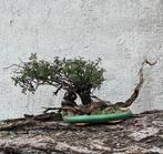 Bonsaï Salvia fruticosa de Jérusalem. - Hauteur (arbre) : 25, Antiquités & Art