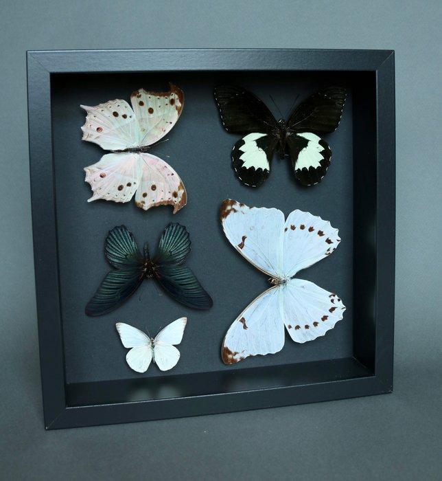 Vlinder Taxidermie volledige montage - Morpho luna / Papilio, Verzamelen, Dierenverzamelingen