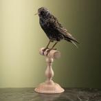 Spreeuw Taxidermie Opgezette Dieren By Max, Verzamelen, Ophalen of Verzenden, Nieuw, Vogel, Opgezet dier