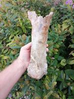 Wolharige neushoorn - Fossiel bot - Coelodonta antiquitatis