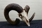 Mouflon Schedel - Ovis a musimon - 28 cm - 27 cm - 42 cm-, Verzamelen, Nieuw