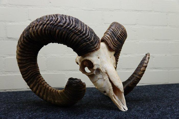 Mouflon Schedel - Ovis a musimon - 28 cm - 27 cm - 42 cm-, Verzamelen, Dierenverzamelingen