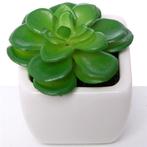 Actie SUCCULENT Groen in wit potje 7cm 868753 Succulent, Nieuw