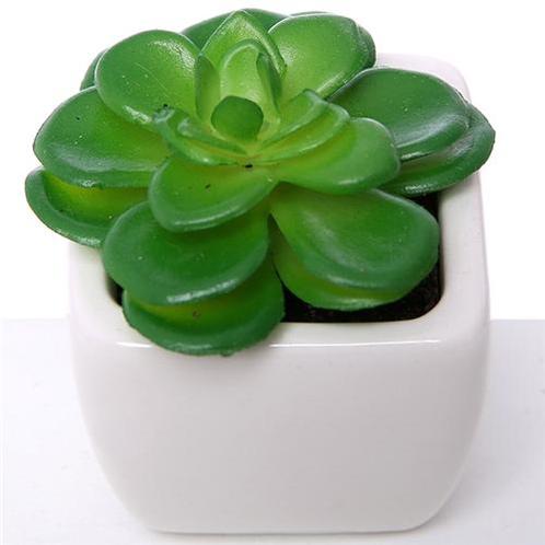 Actie SUCCULENT Groen in wit potje 7cm 868753 Succulent, Huis en Inrichting, Woonaccessoires | Kunstplanten en Kunstbloemen, Nieuw