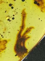 Amber - Barnsteen - Lizard feet in amber - 30.6 mm - 23.1 mm, Verzamelen, Mineralen en Fossielen