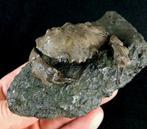 Coque et pinces Carapace - Zanthopsis dufouri (EDWARDS,, Collections