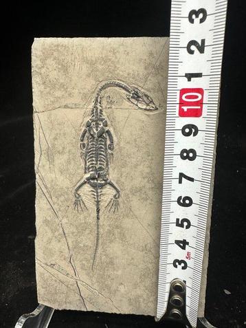 Matrice fossile - Keichousaurus sp. - 13 cm - 8 cm (Sans, Collections