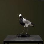 Smidsplevier Taxidermie Opgezette Dieren By Max, Verzamelen, Dierenverzamelingen, Ophalen of Verzenden, Nieuw, Vogel, Opgezet dier