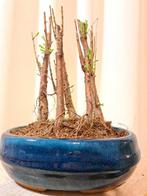 metasequoia bos in bonsaischaal - Hoogte (boom): 20 cm -