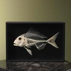 Vis Skelet Taxidermie Opgezette Dieren By Max, Ophalen of Verzenden, Nieuw, Wild dier, Opgezet dier